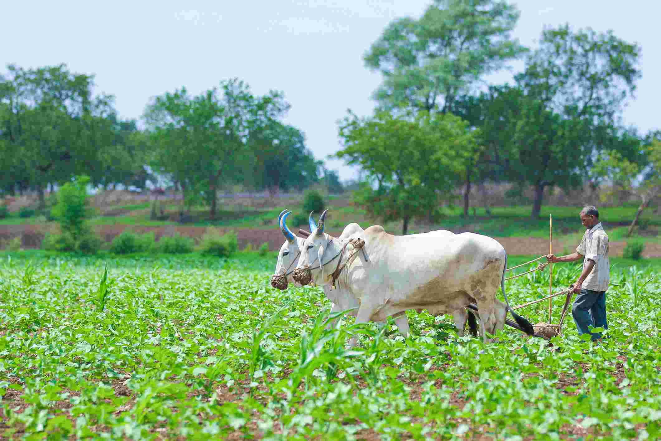 കിസാൻ ക്രെഡിറ്റ് കാർഡ്