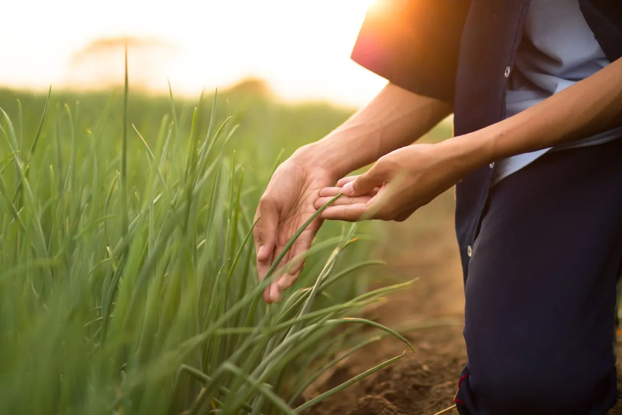 Online Crop Insurance